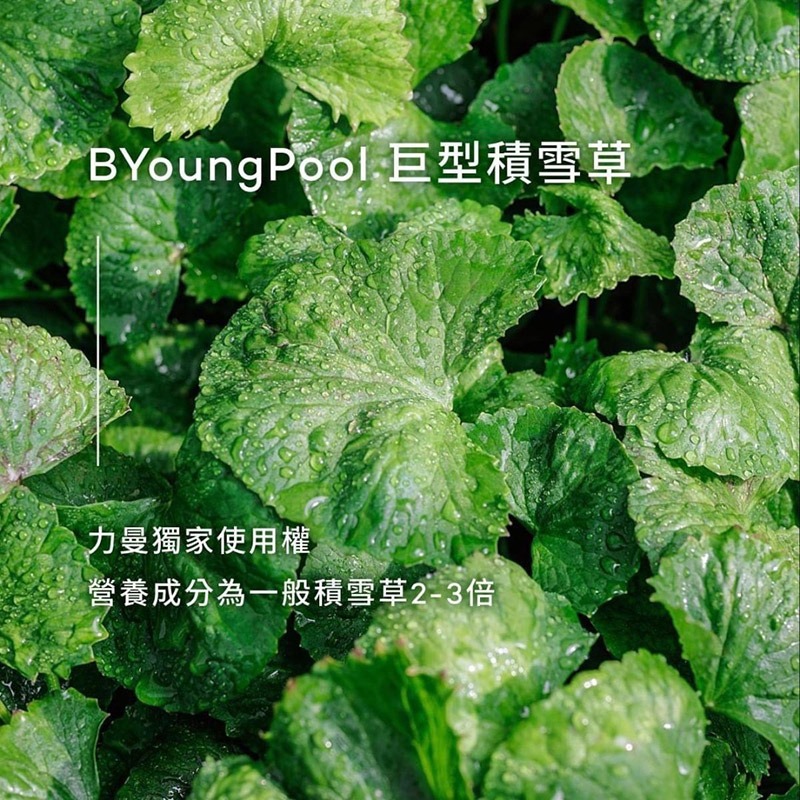 一株鮮綠的積雪草，象徵健康與療癒